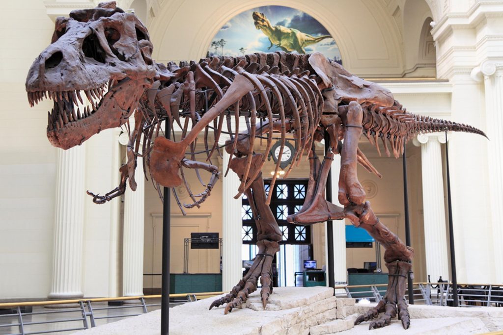 Dinosaur